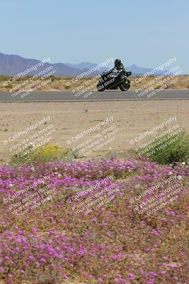 media/Mar-12-2023-SoCal Trackdays (Sun) [[d4c8249724]]/Turn 15 Inside Bloom (130pm)/